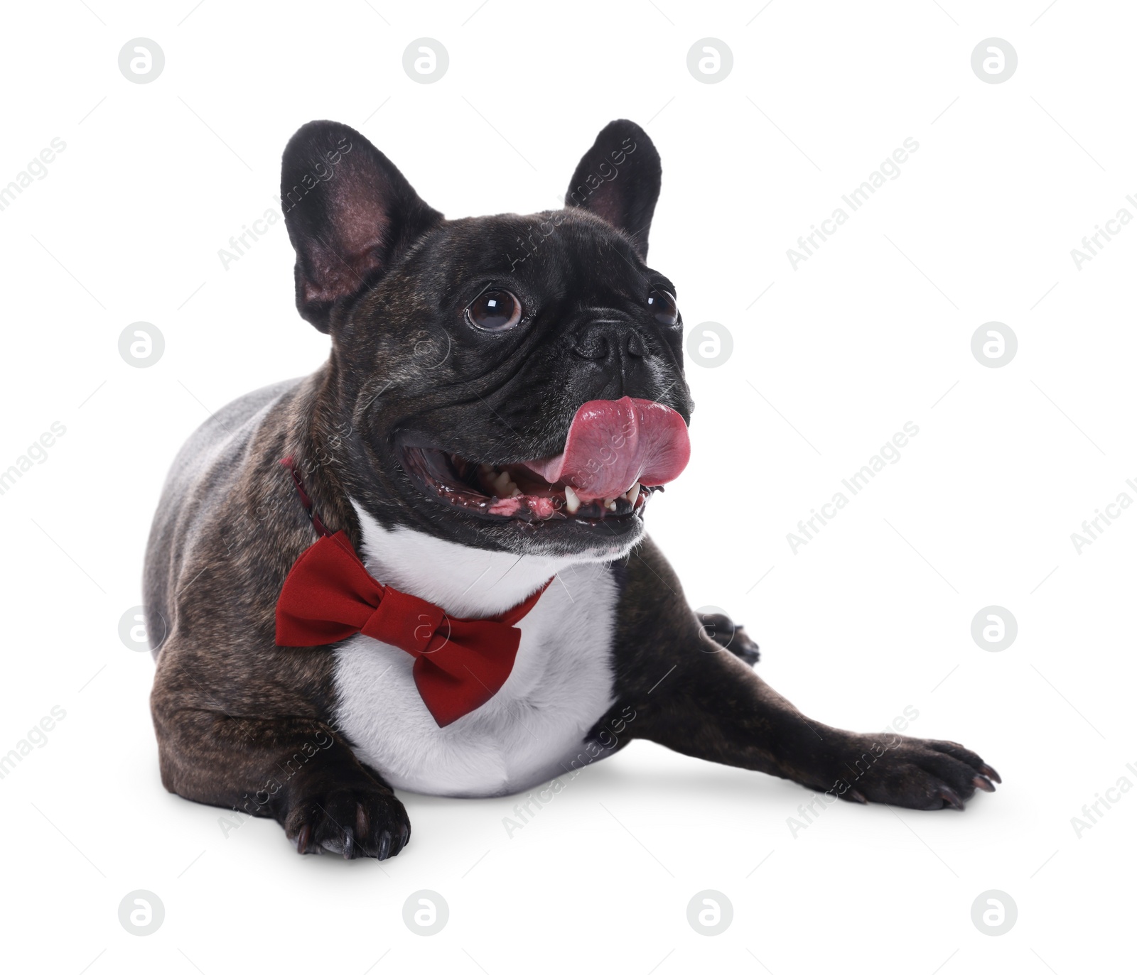 Photo of Adorable French Bulldog with bow tie on white background