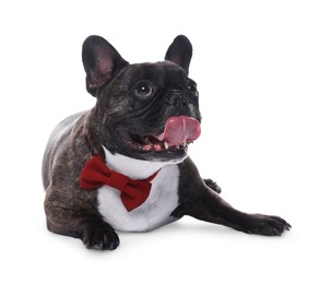 Photo of Adorable French Bulldog with bow tie on white background