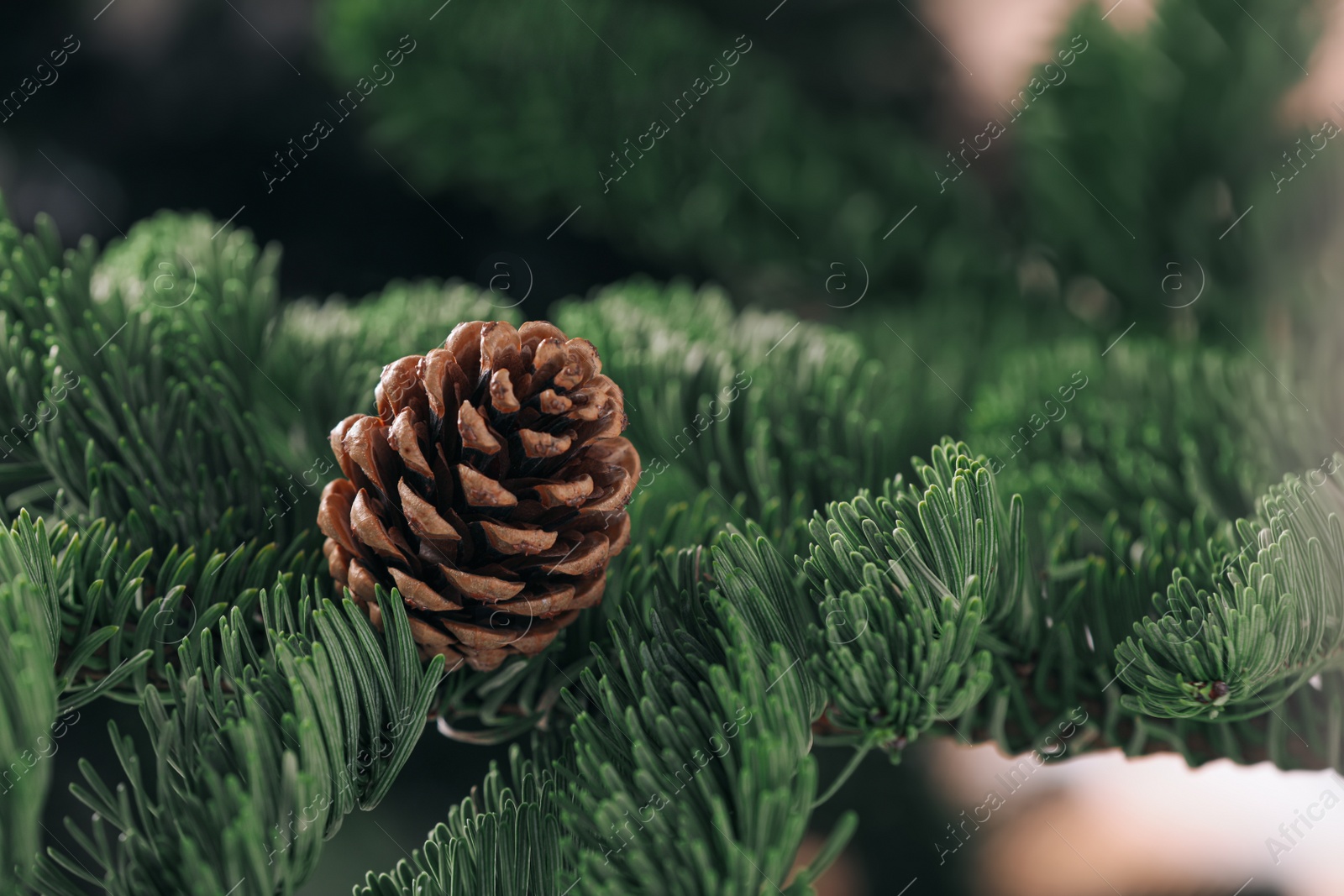 Photo of Closeup view of beautiful coniferous tree branch with cone on blurred background