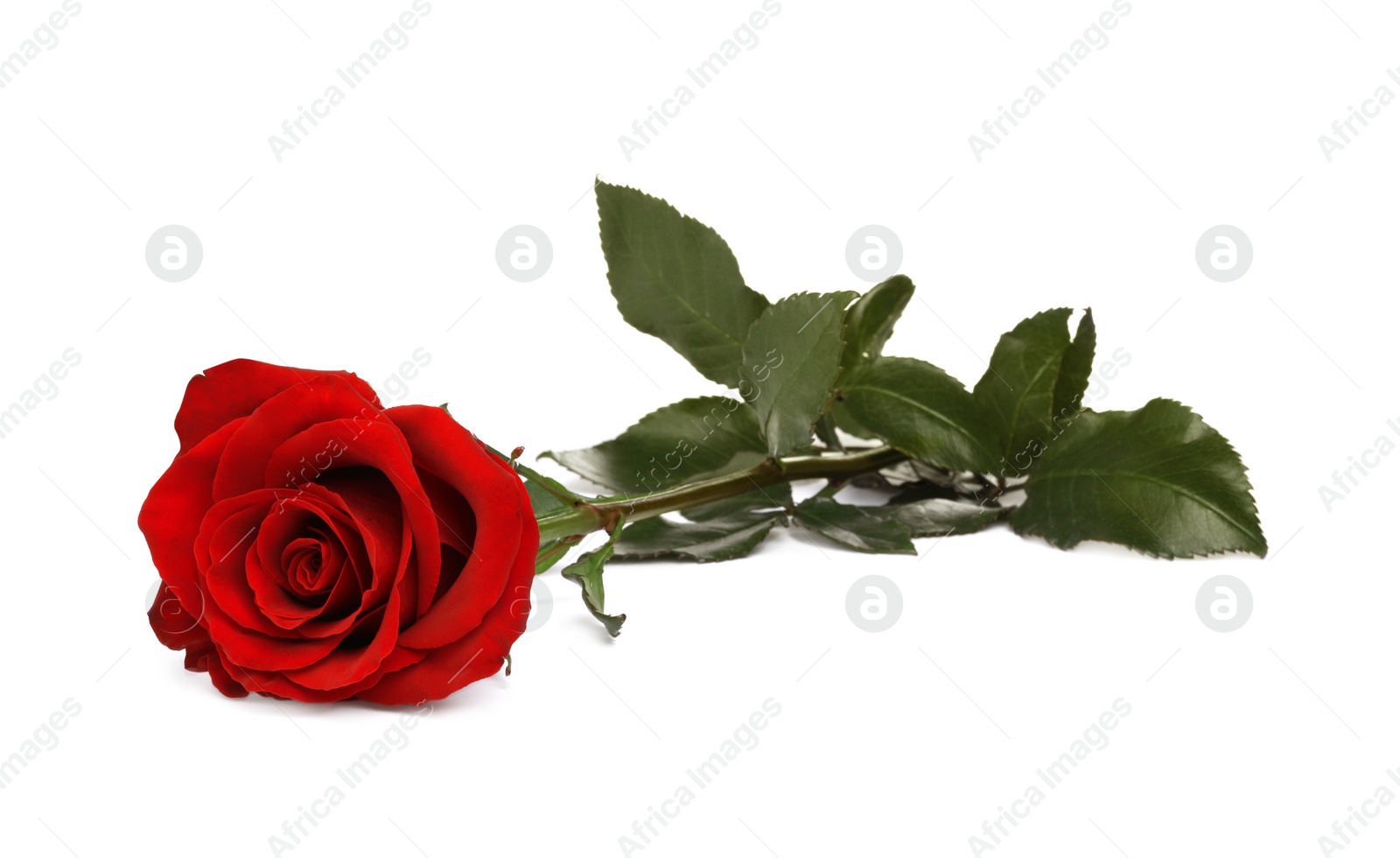 Photo of Beautiful fresh red rose isolated on white