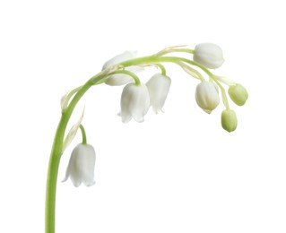 Photo of Beautiful lily of the valley flower on white background