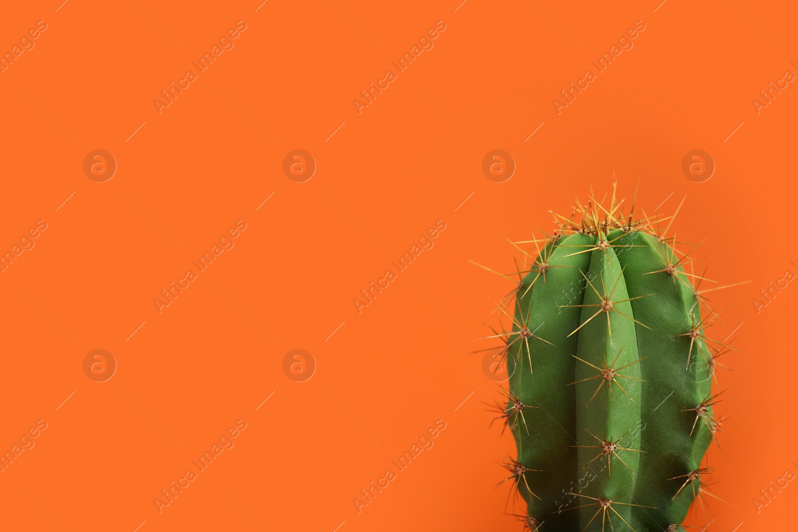 Photo of Beautiful green cactus on orange background, space for text. Tropical plant