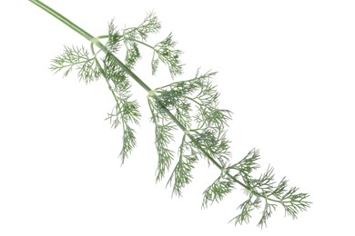 Sprig of fresh dill isolated on white