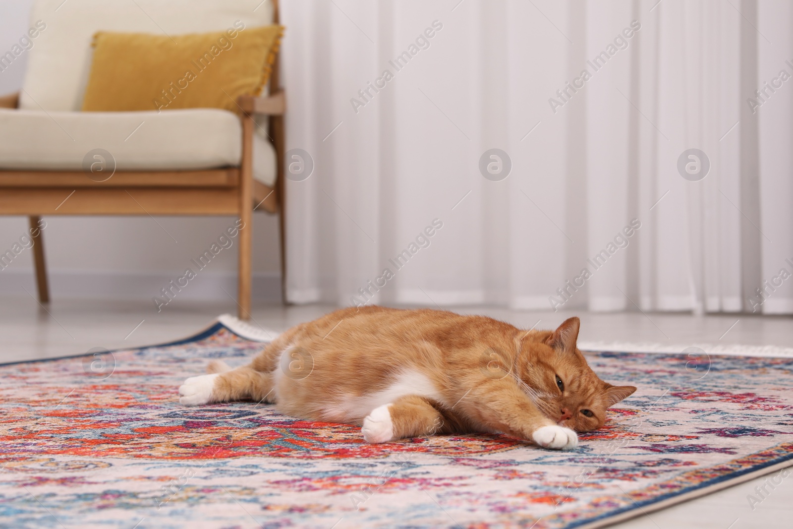 Photo of Cute ginger cat lying on carpet at home