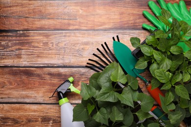 Photo of Flat lay composition with seedlings, sprayer and gardening tools on wooden table, space for text