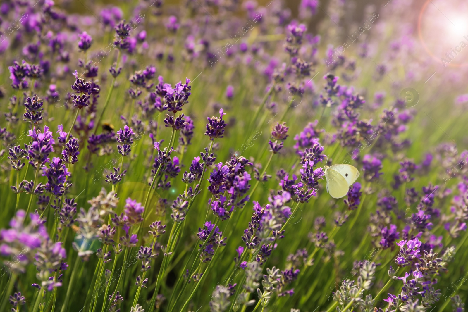 Photo of Beautiful butterfly in blooming lavender field on summer day, closeup