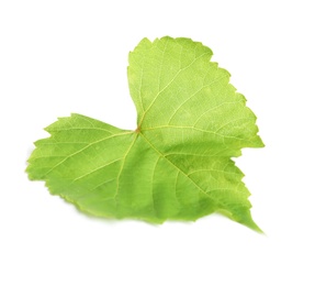 Fresh green grape leaf isolated on white