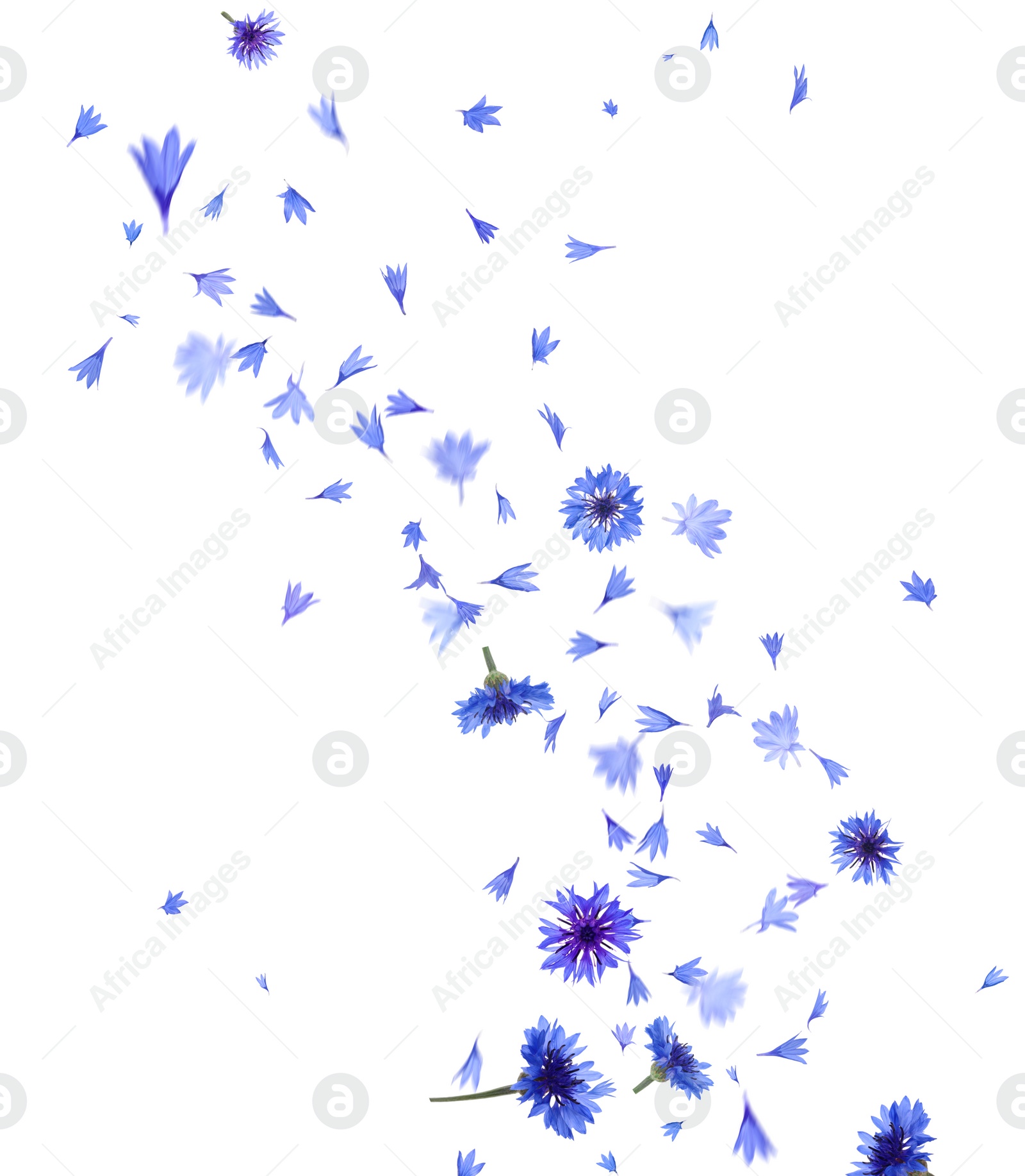 Image of Beautiful tender blue cornflower petals flying on white background