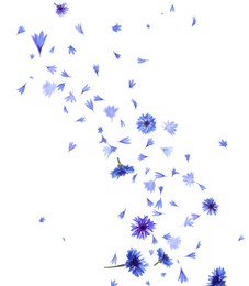 Image of Beautiful tender blue cornflower petals flying on white background