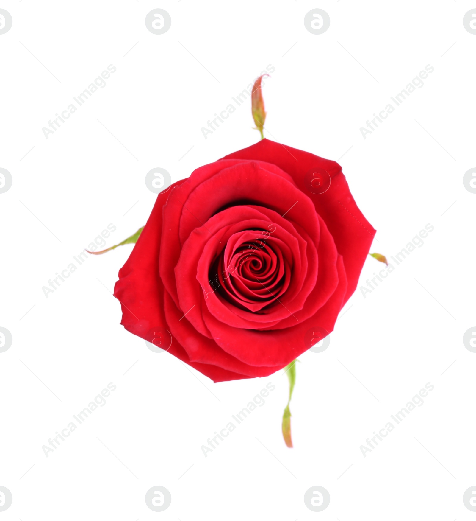 Photo of One beautiful red rose isolated on white