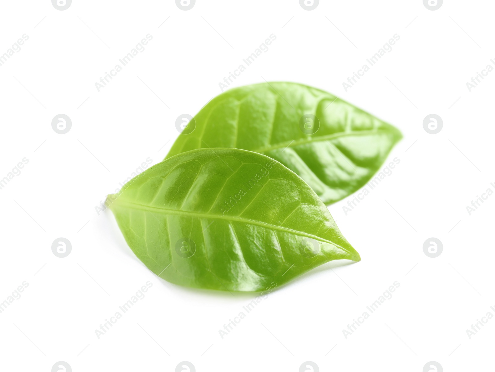 Photo of Fresh green coffee leaves isolated on white