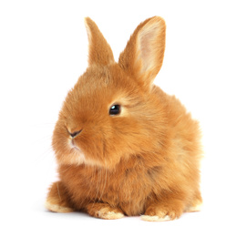 Image of Adorable fluffy Easter bunny on white background