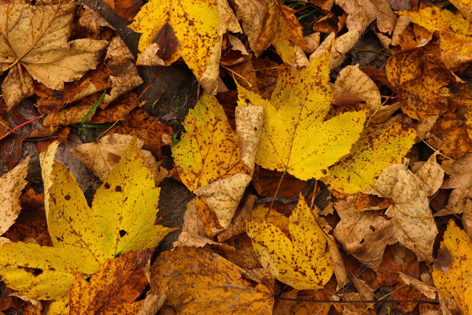 Photo of Beautiful autumn leaves as background, top view