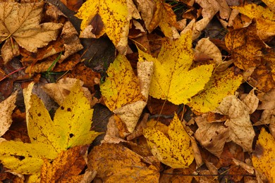 Beautiful autumn leaves as background, top view