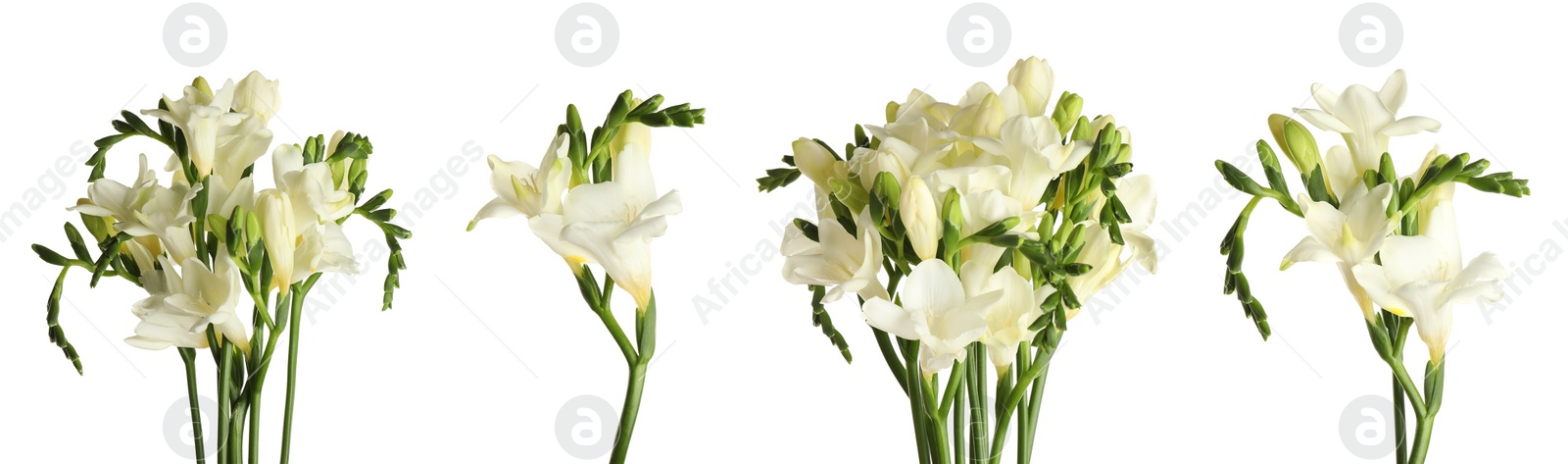 Image of Set with beautiful fragrant freesia flowers on white background. Banner design