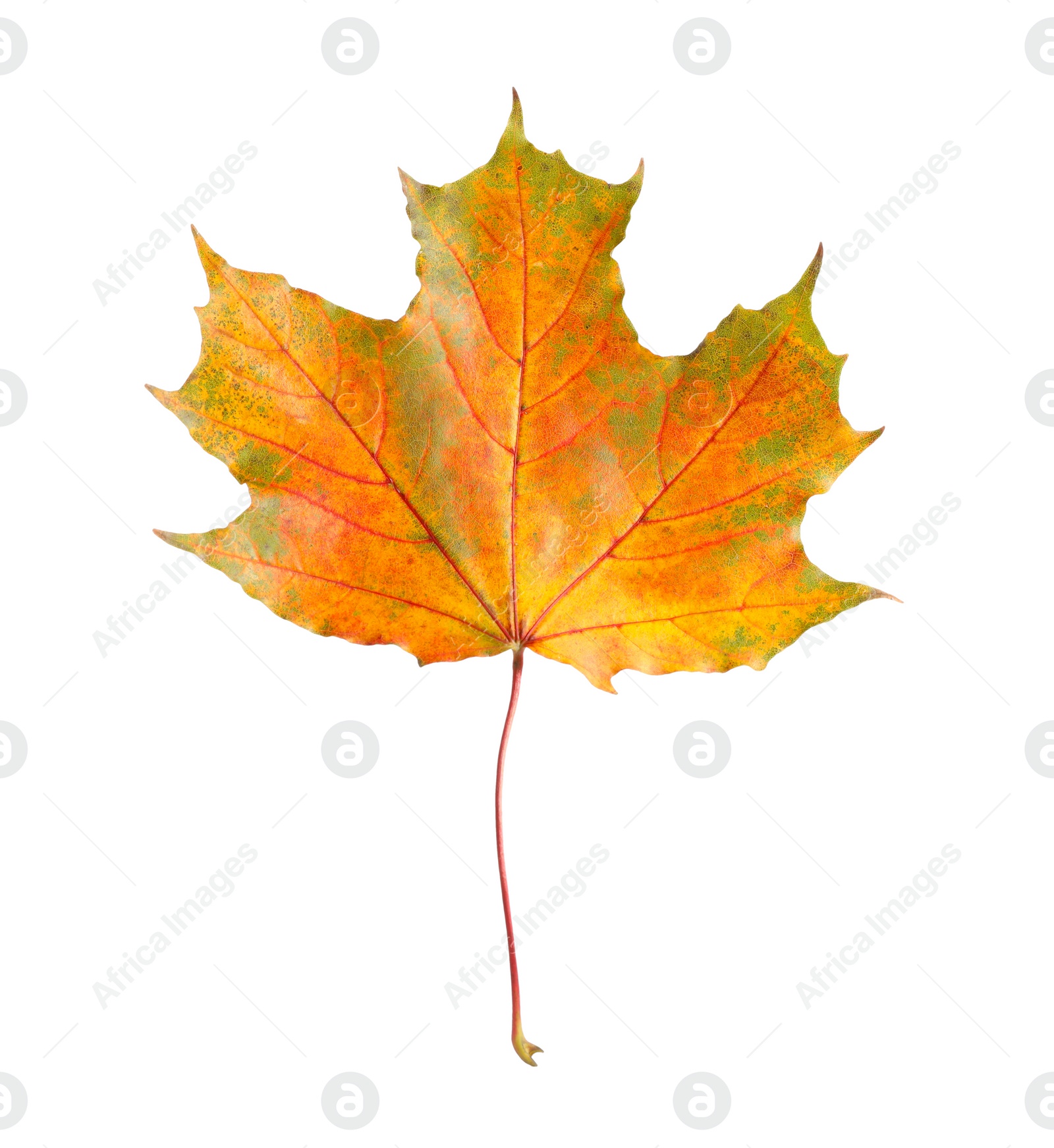 Photo of One maple leaf isolated on white. Autumn season