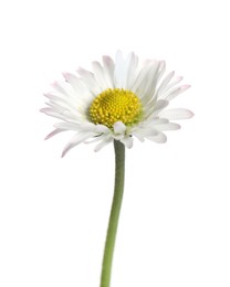 Photo of Beautiful bellis perennis (daisy) flower isolated on white