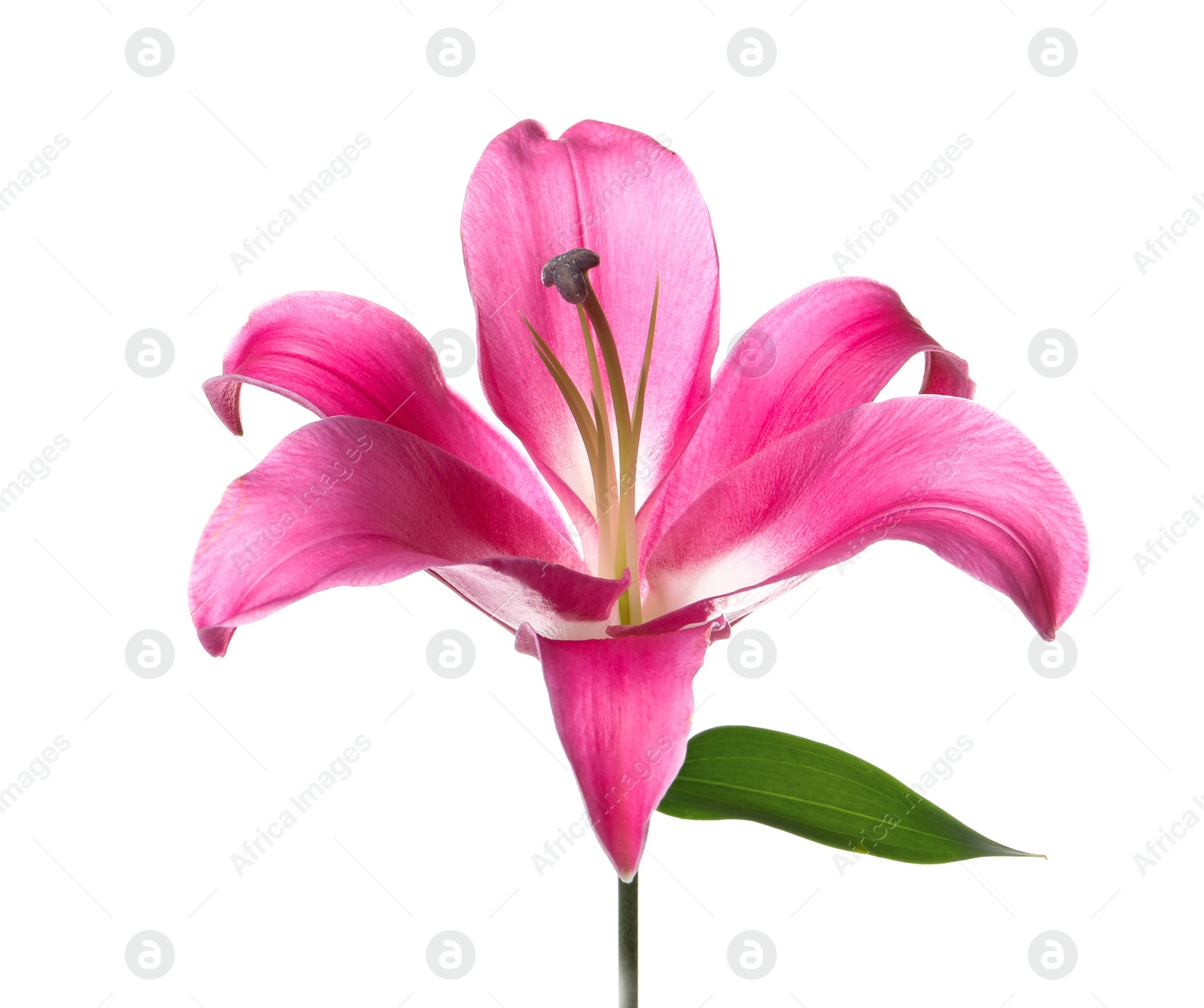 Photo of Beautiful pink lily flower isolated on white