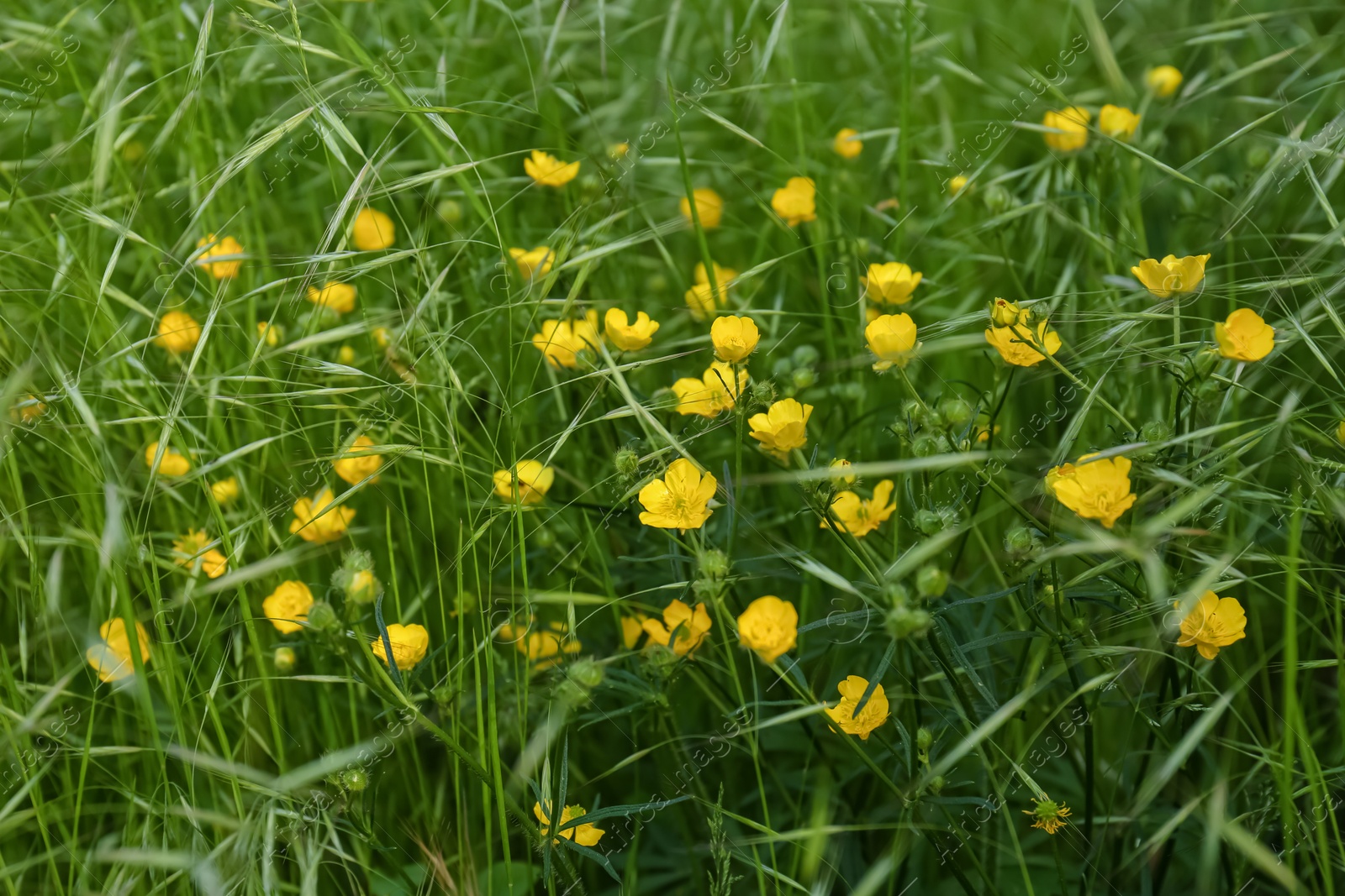 Photo of Beautiful yellow buttercup flowers growing in green grass outdoors, closeup