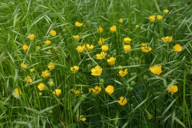 Photo of Beautiful yellow buttercup flowers growing in green grass outdoors, closeup