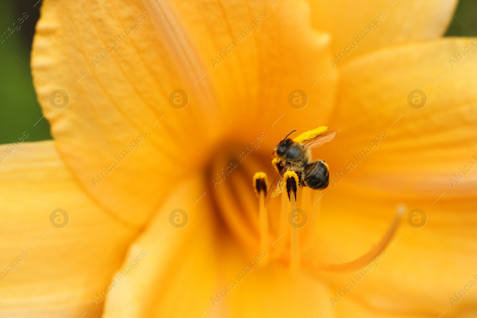 Photo of Honeybee collecting pollen from beautiful flower outdoors, closeup