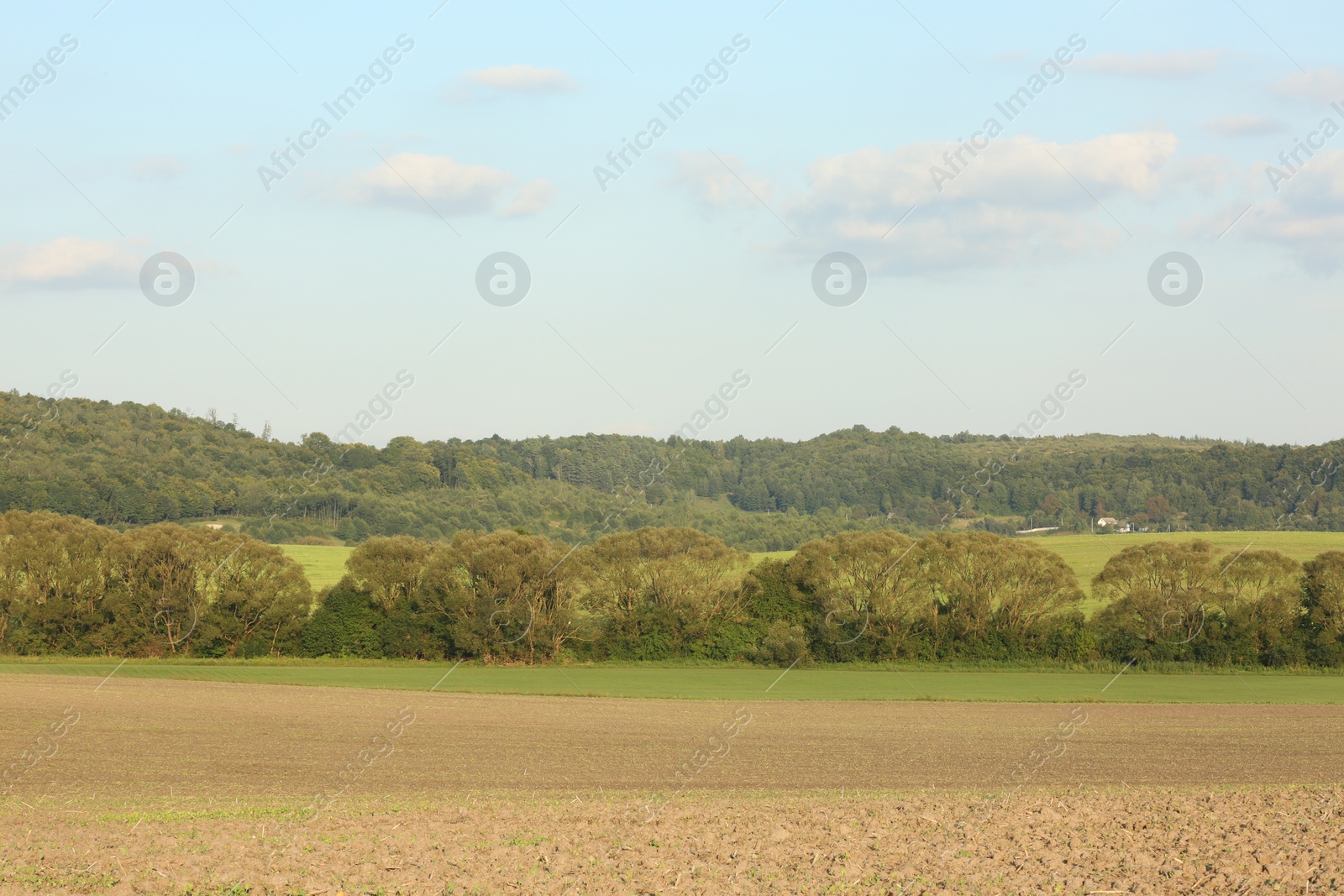 Photo of Beautiful agricultural field, green grass and trees outdoors