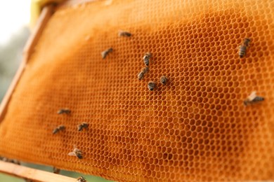 Photo of Closeup view of hive frame with honey bees