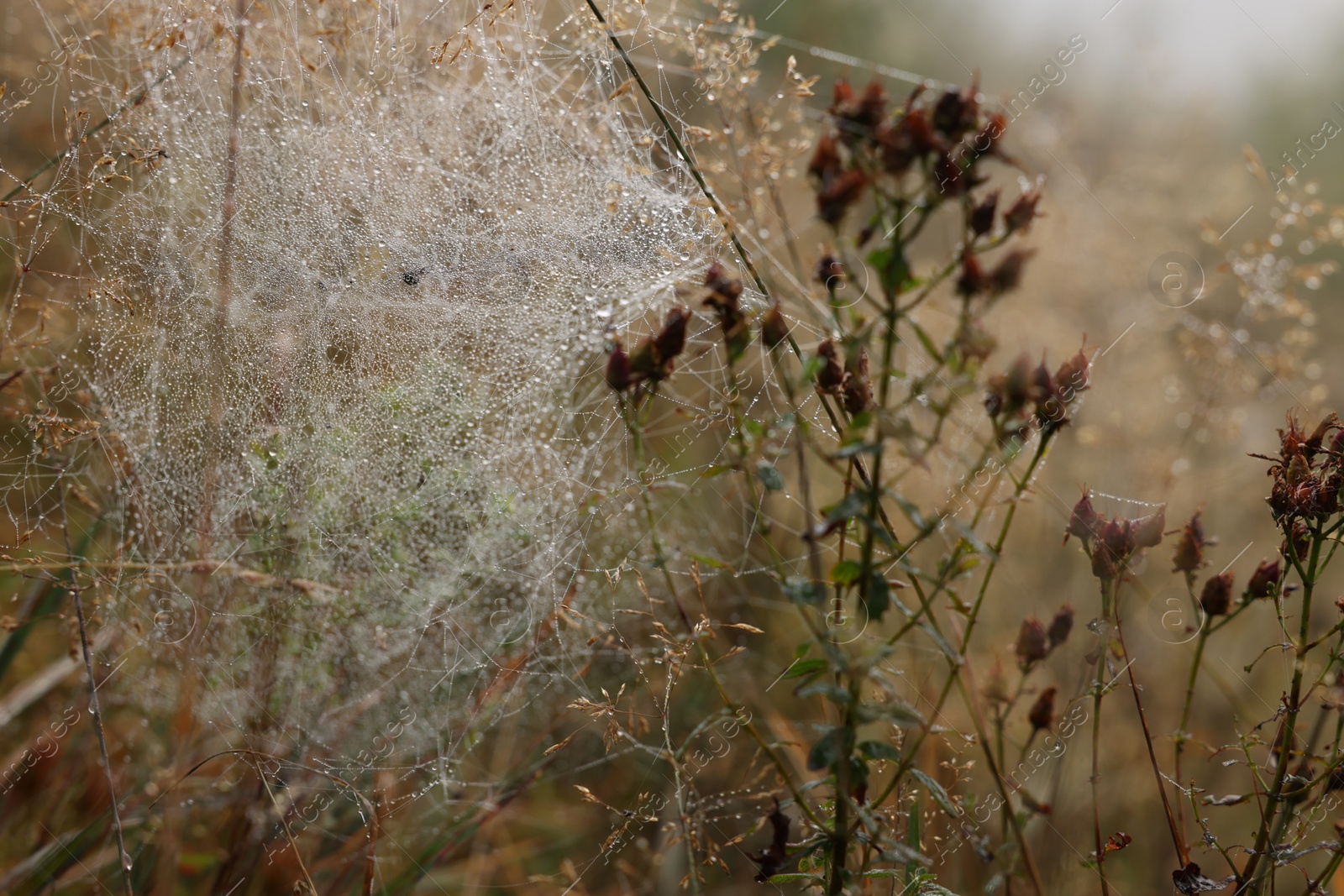 Photo of Closeup view of cobweb with dew drops on plants outdoors