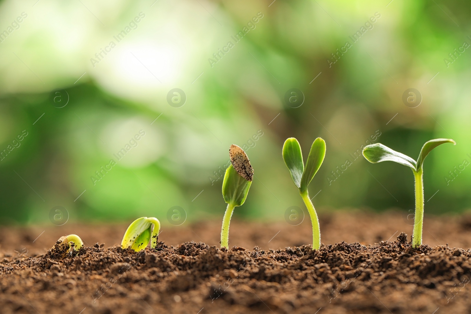 Photo of Little green seedlings growing in soil against blurred background