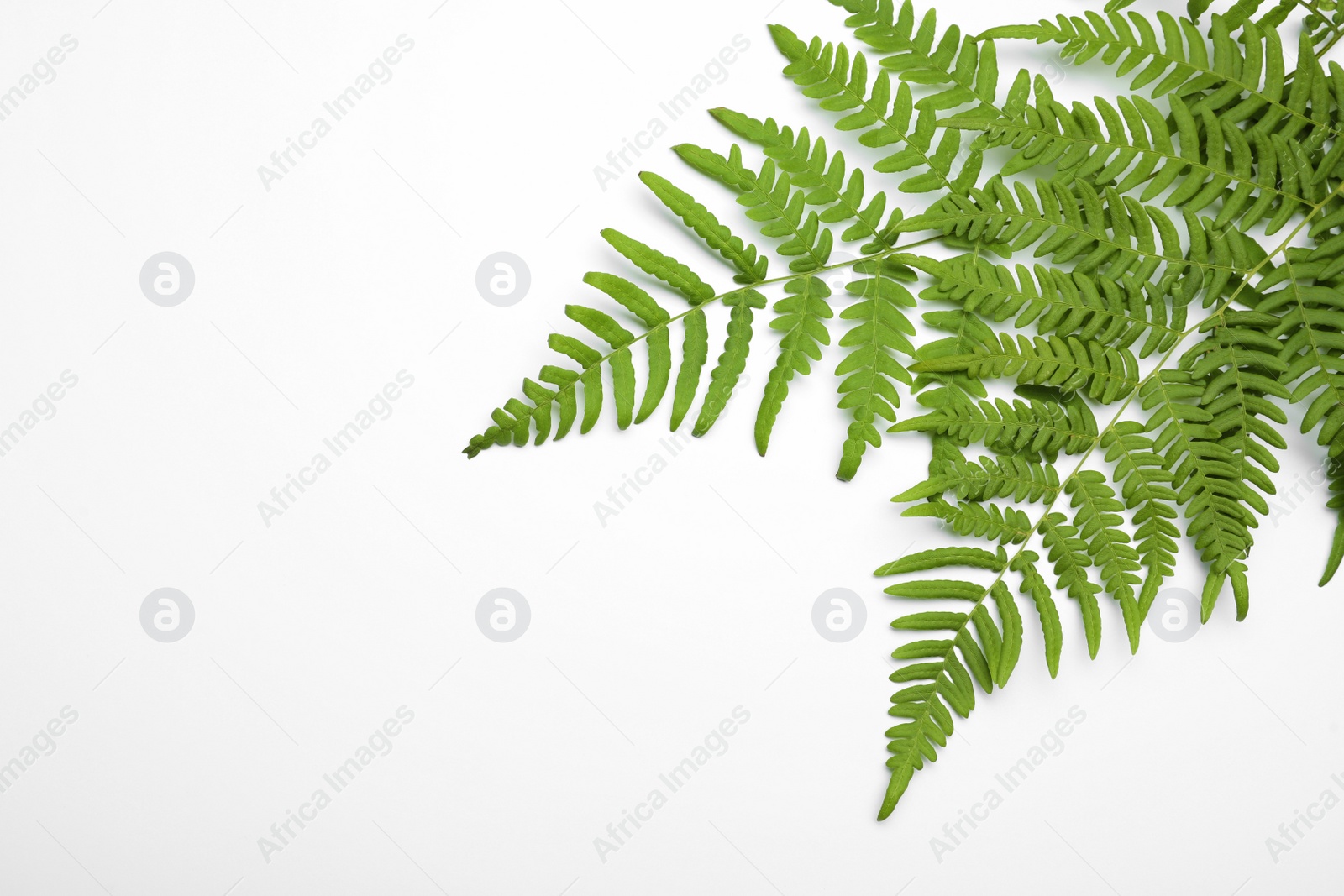 Photo of Beautiful tropical fern leaves on white background, top view