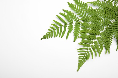 Beautiful tropical fern leaves on white background, top view