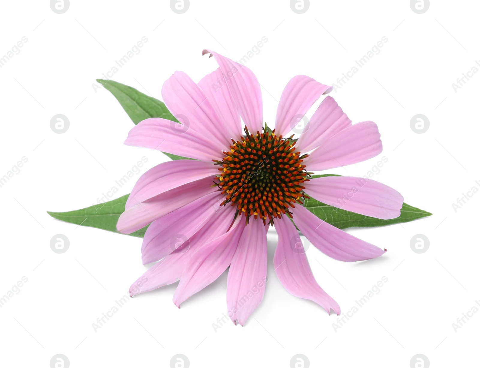 Photo of Beautiful blooming echinacea flower with leaves isolated on white