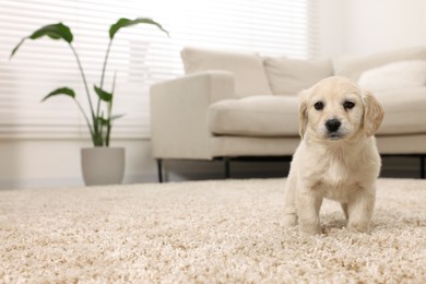 Cute little puppy on beige carpet at home. Space for text