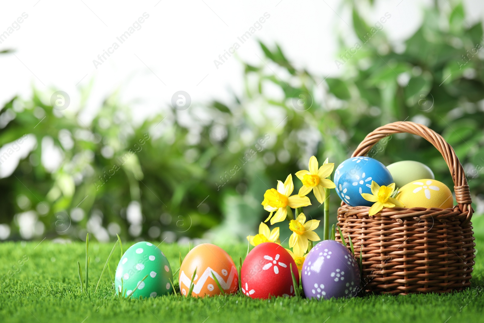 Photo of Colorful Easter eggs and narcissus flowers in green grass. Space for text