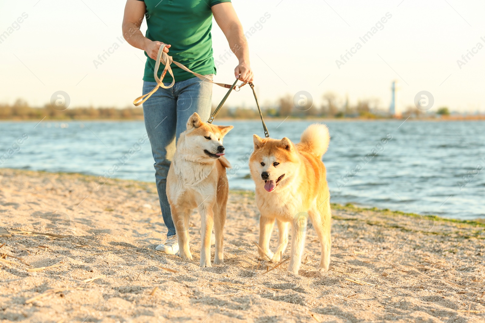 Photo of Young man walking his adorable Akita Inu dogs near river