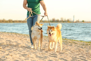 Young man walking his adorable Akita Inu dogs near river