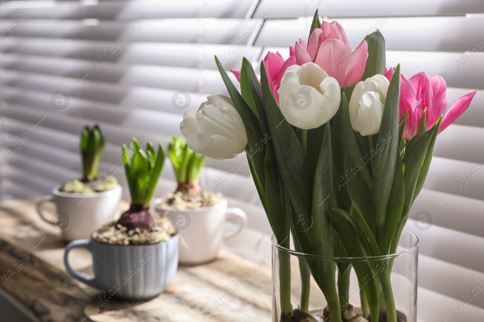 Photo of Beautiful tulip flowers near window indoors, closeup. Space for text