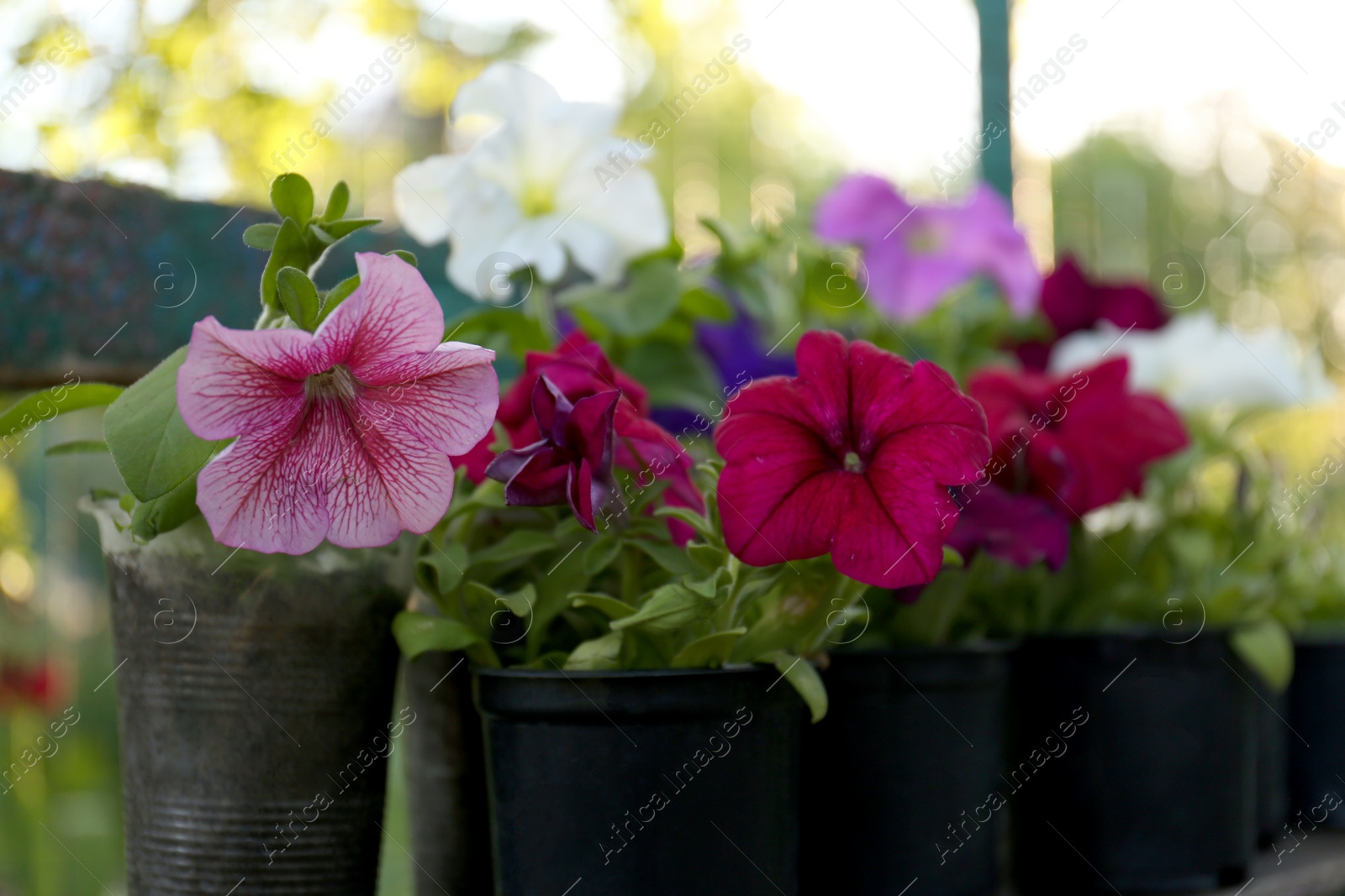 Photo of Beautiful petunia flowers in plant pots outdoors