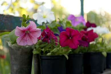 Photo of Beautiful petunia flowers in plant pots outdoors