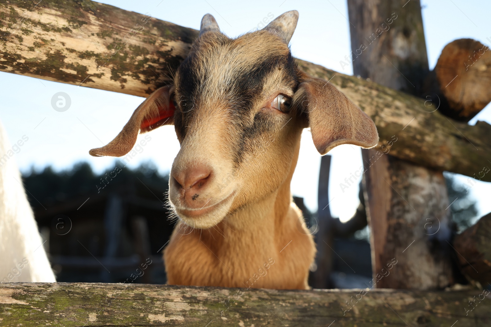 Photo of Cute goat inside of paddock at farm