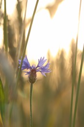 Photo of Beautiful blooming cornflower growing in field, closeup