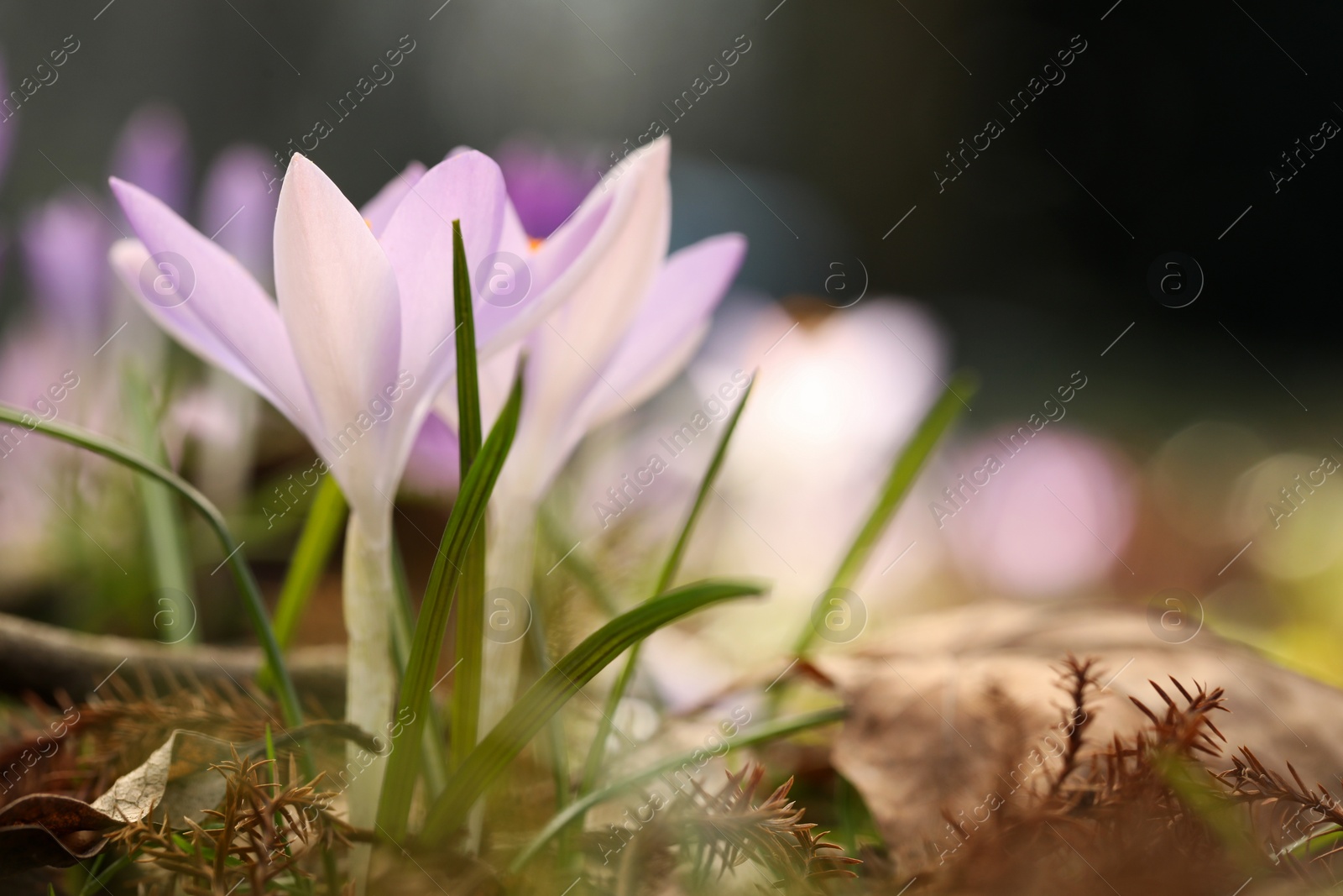 Photo of Beautiful crocus flowers growing outdoors, closeup. Space for text