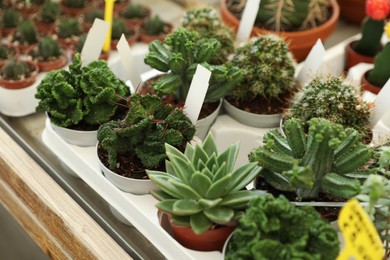 Photo of Many different beautiful succulent plants on table