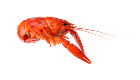 Photo of Fresh delicious boiled crayfish isolated on white
