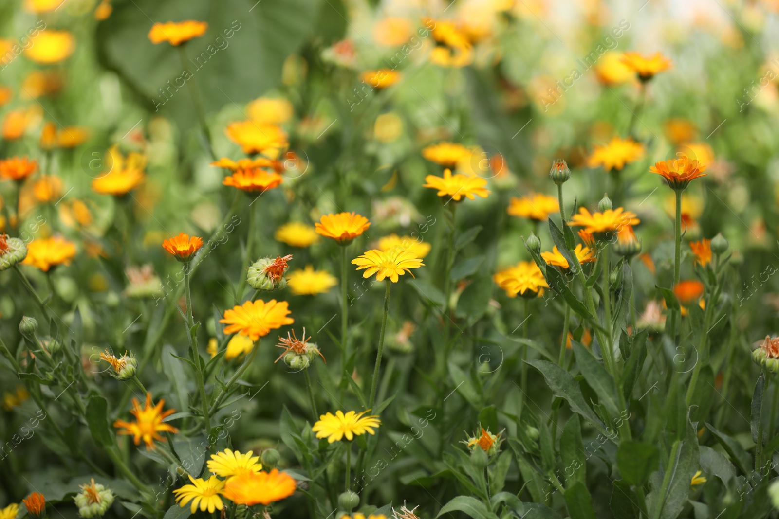 Photo of Many beautiful blooming calendula flowers in field