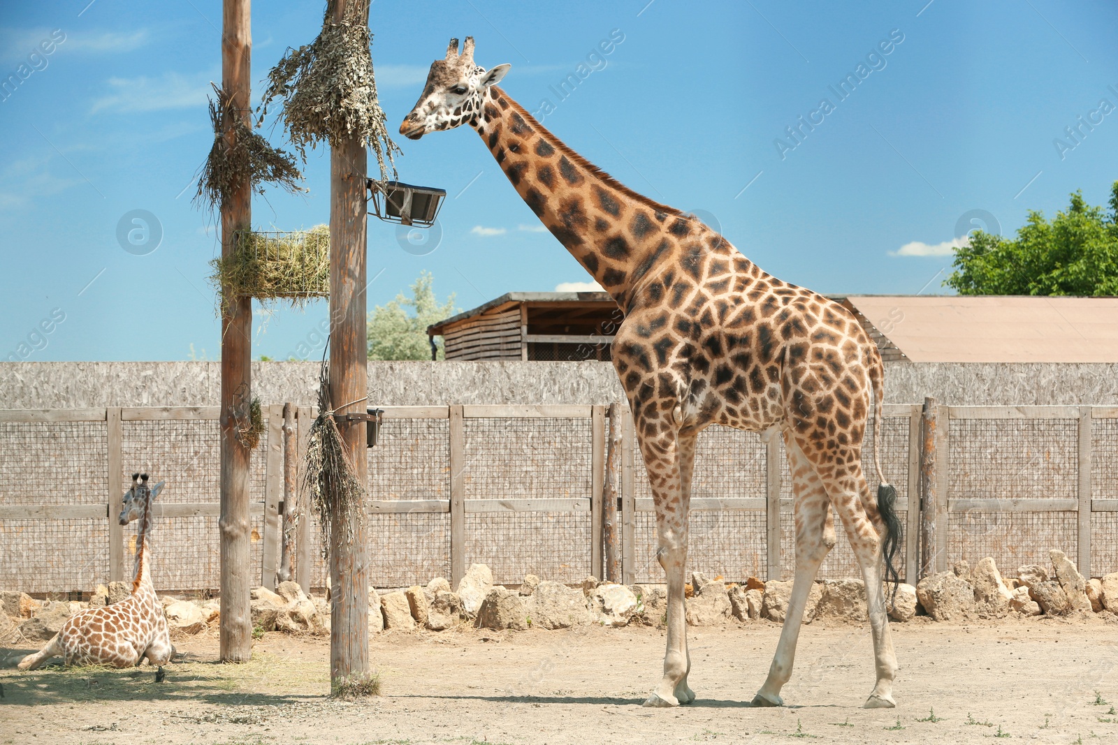 Photo of Rothschild giraffes at enclosure in zoo on sunny day
