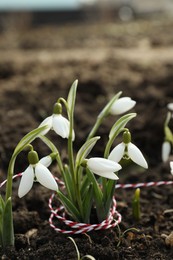 Photo of Beautiful snowdrops with thread outdoors. Early spring flowers