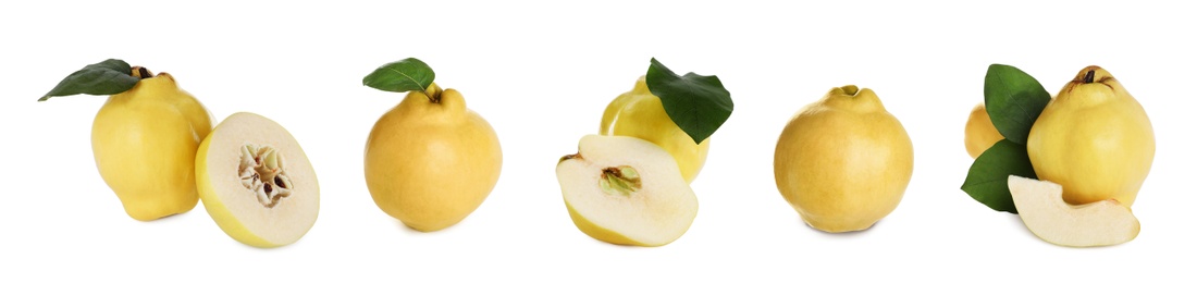 Image of Set of delicious ripe quinces on white background. Banner design