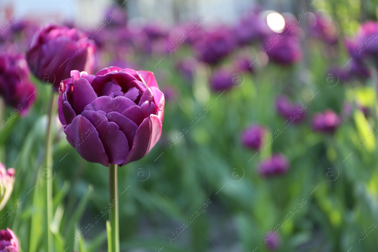 Photo of Beautiful purple tulips growing outdoors on sunny day, closeup with space for text. Spring season