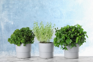 Photo of Seedlings of different aromatic herbs on marble table at blue wall